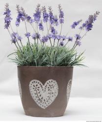 Photo texture of Flowers